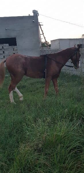 horse for sale 1