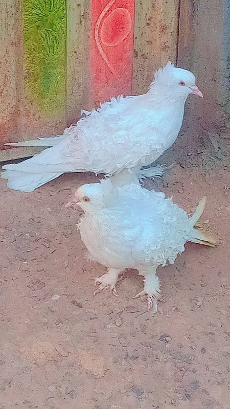 Fancy pigeon 3