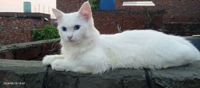 White Persian Male Cat with Blue Eye's