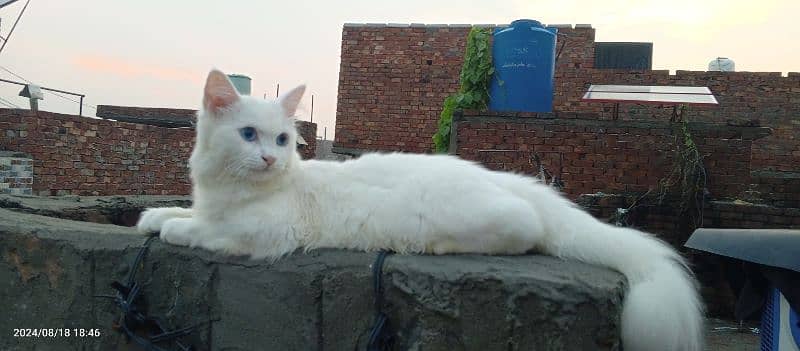 White Persian Male Cat with Blue Eye's 1