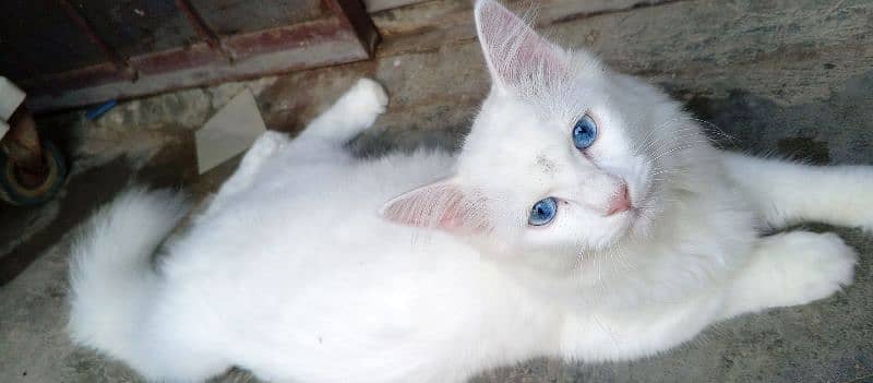 White Persian Male Cat with Blue Eye's 2