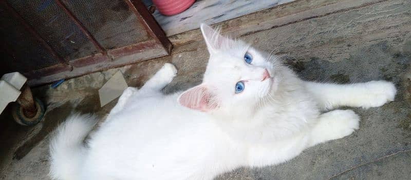 White Persian Male Cat with Blue Eye's 3