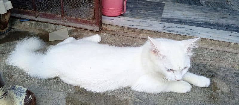 White Persian Male Cat with Blue Eye's 4