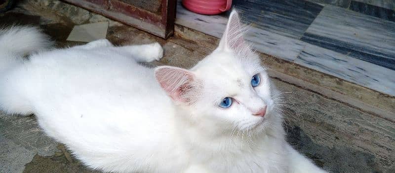 White Persian Male Cat with Blue Eye's 5