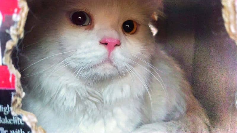 Persian male cat triple coated. offer 0