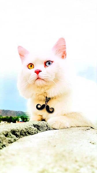 Persian male cat triple coated. offer 5