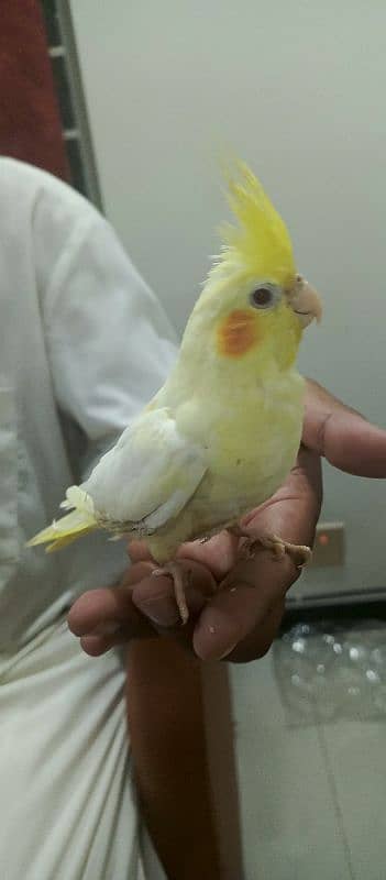 hand tame parrot with cage 2