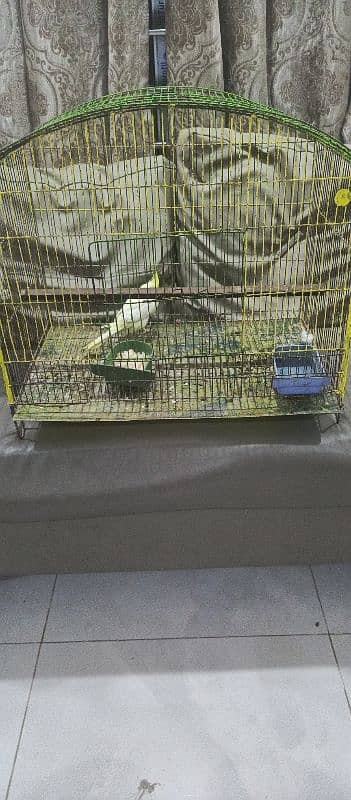 hand tame parrot with cage 3