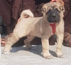 Kurdish Kangal security Dog 2 month male for sale heavy bone