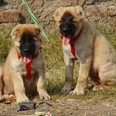 Kurdish Kangal security Dog 3 month pair for sale heavy bone