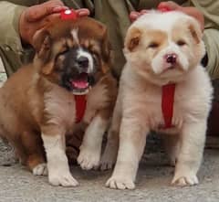 alabai security Dog 2 month pair for sale heavy bone