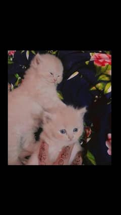 Persian kitten Semi Punch face Pair for sale