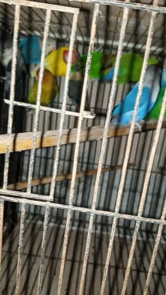 breeder love birds for sell read add fast all bird active healthy