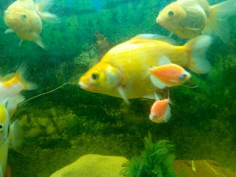 Pair of Goldfish and pair of shipping king 2