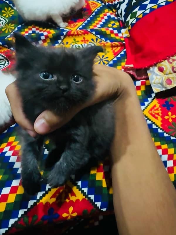 Triple coat persian kitten cat 0