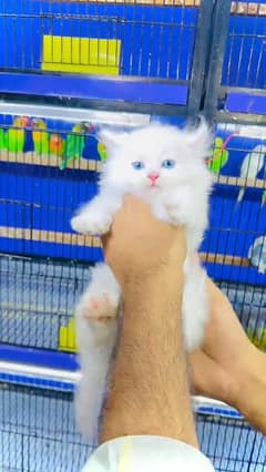 Persian kitten for sale  my WhatsApp 03167349197