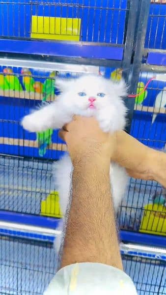 Persian kitten for sale  my WhatsApp 03167349197 1