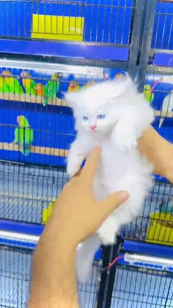 Persian kitten for sale  my WhatsApp 03167349197 2