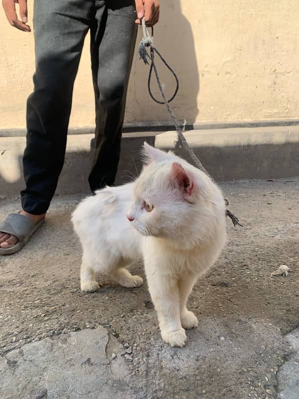 persian male cat tripple coat 4