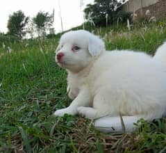 Russian Spitz Pink Nose