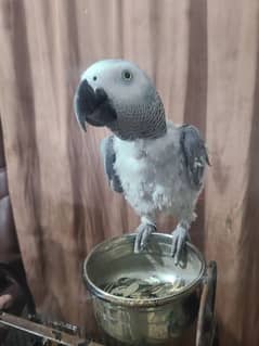 Grey Parrot 0