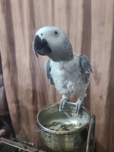 Grey Parrot 0