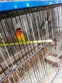 lovebirds breeder pair.