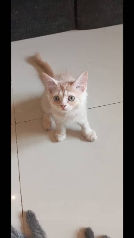 Kitten for sale 1