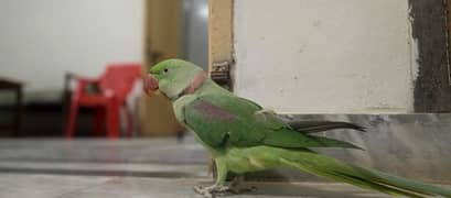 Talking parrots male female pair hand tame urgent sale