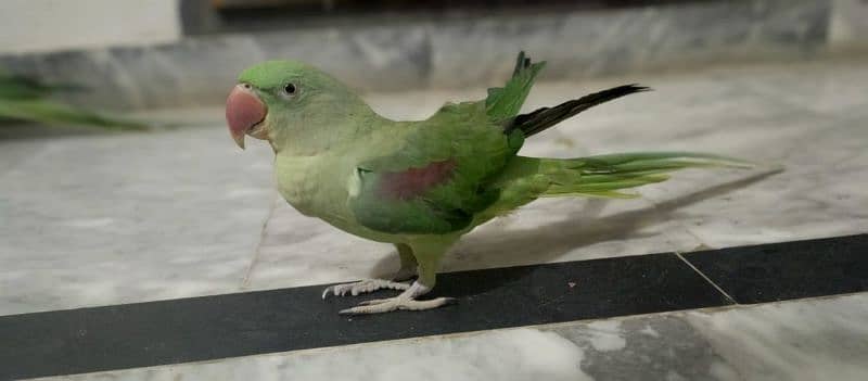 Talking parrots male female pair hand tame urgent sale 1