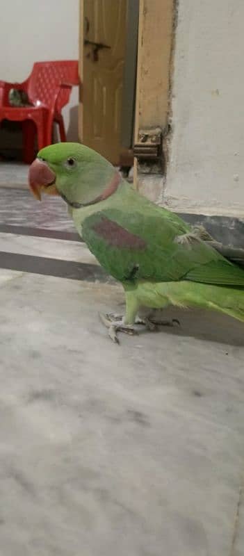 Talking parrots male female pair hand tame urgent sale 2