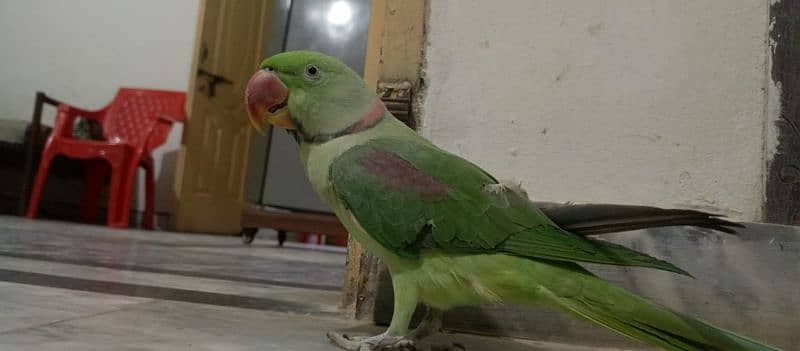 Talking parrots male female pair hand tame urgent sale 4