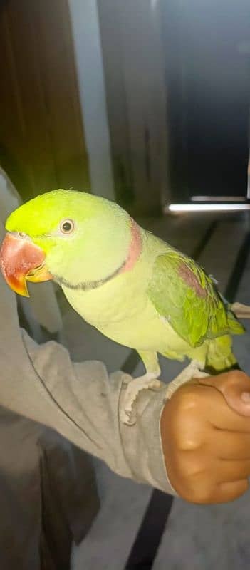 Talking parrots male female pair hand tame urgent sale 8