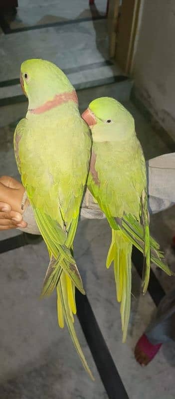 Talking parrots male female pair hand tame urgent sale 9