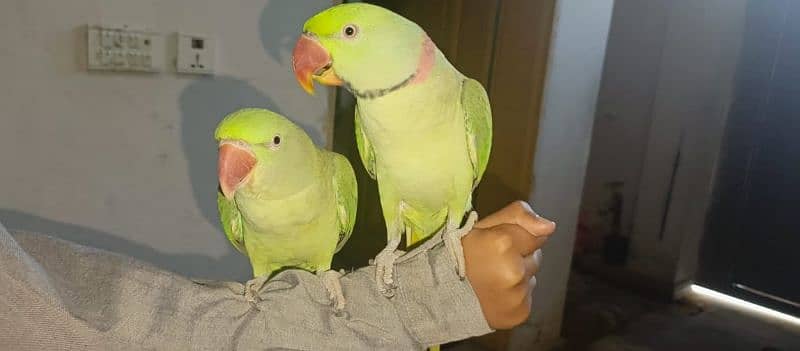 Talking parrots male female pair hand tame urgent sale 10