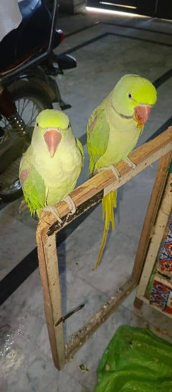 Talking parrots male female pair hand tame urgent sale 12