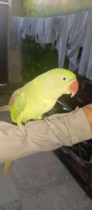 Talking parrots male female pair hand tame urgent sale 13