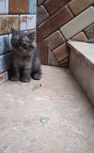 Persian kittens for sale 03287576736 call wahtasp 1