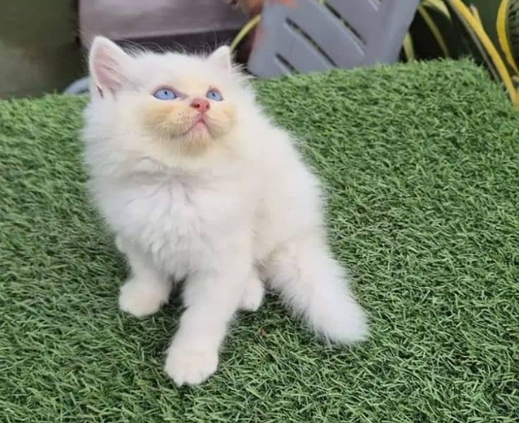 Persian kittens for sale 03287576736 call wahtasp 4