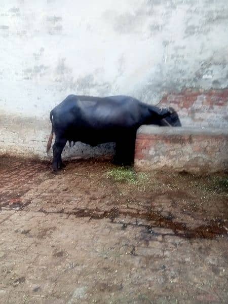 buffalo for sale 1