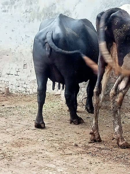 buffalo for sale 3