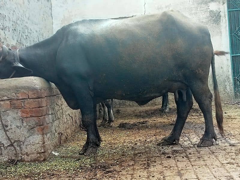 buffalo for sale 4