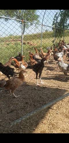 Pure desi hens, 900-1300g, kurak hony wali/chicks/aseel/egg laying