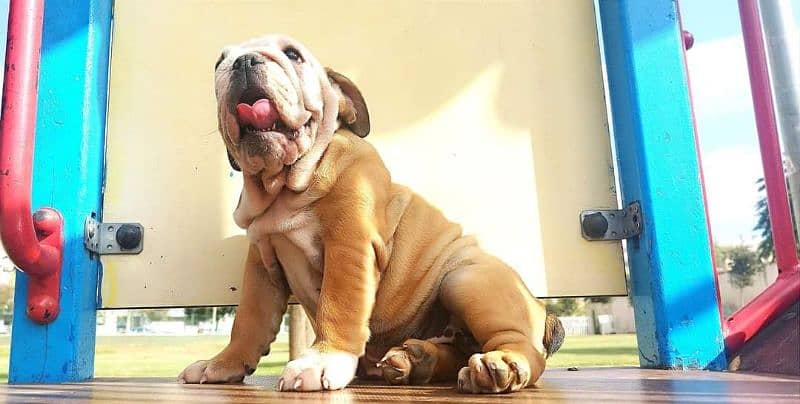 English Bulldog CHAMPION BLOODLINE PEDIGREE puppy available 1