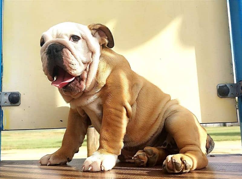 English Bulldog CHAMPION BLOODLINE PEDIGREE puppy available 4