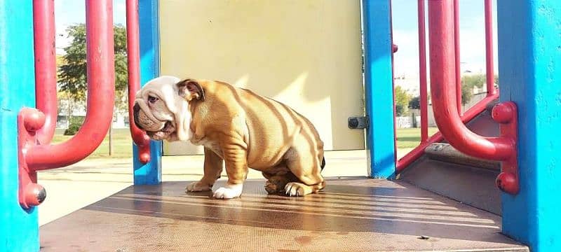 English Bulldog CHAMPION BLOODLINE PEDIGREE puppy available 5