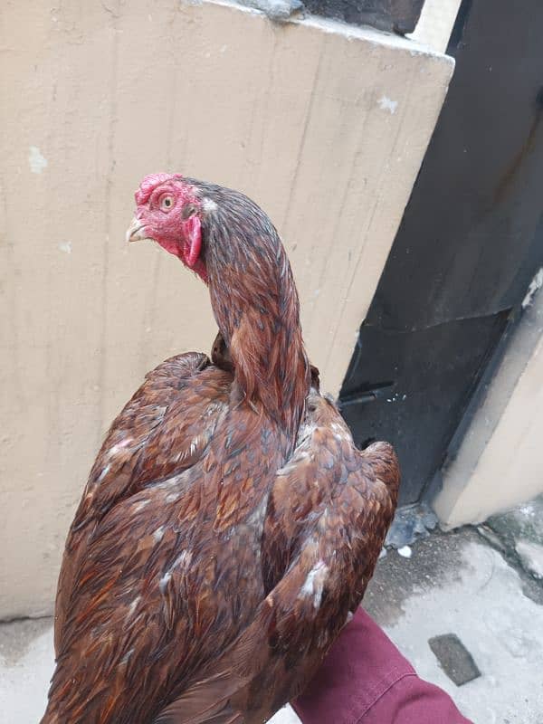 aseel available for sale male female pair chickes 1