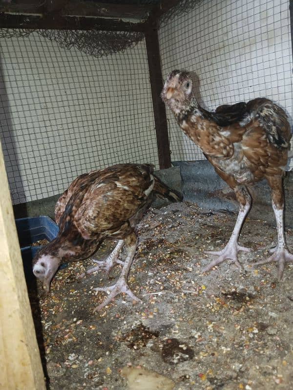 aseel available for sale male female pair chickes 5