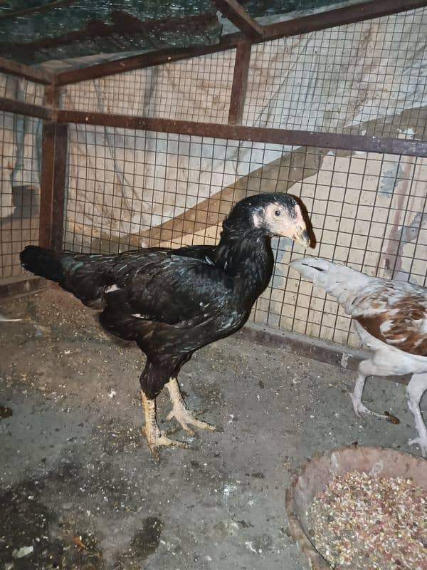 aseel available for sale male female pair chickes 10