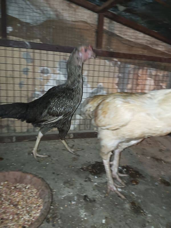 aseel available for sale male female pair chickes 11